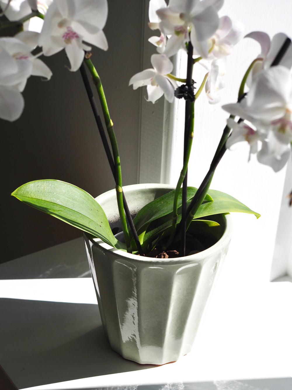 Lysegrøn urtepotte skjuler, Flora