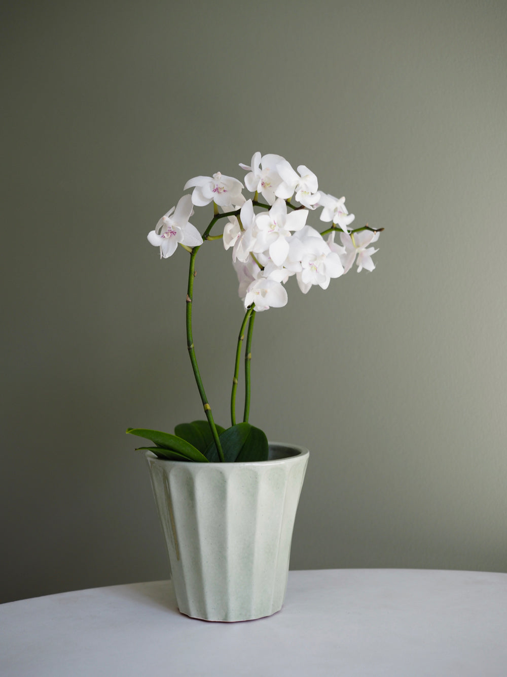 Lysegrøn urtepotte skjuler, Flora