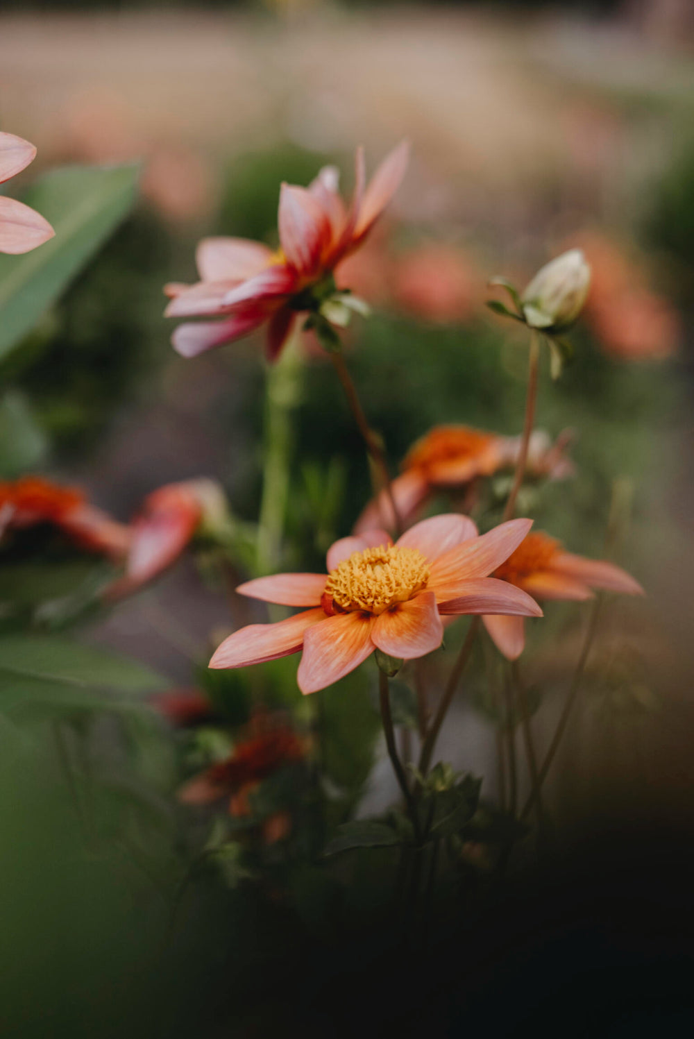 Dahlia Totally Tangerine