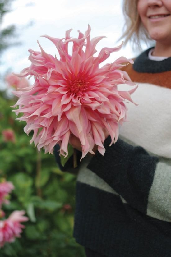 Dahlia Penhill Watermelon XL