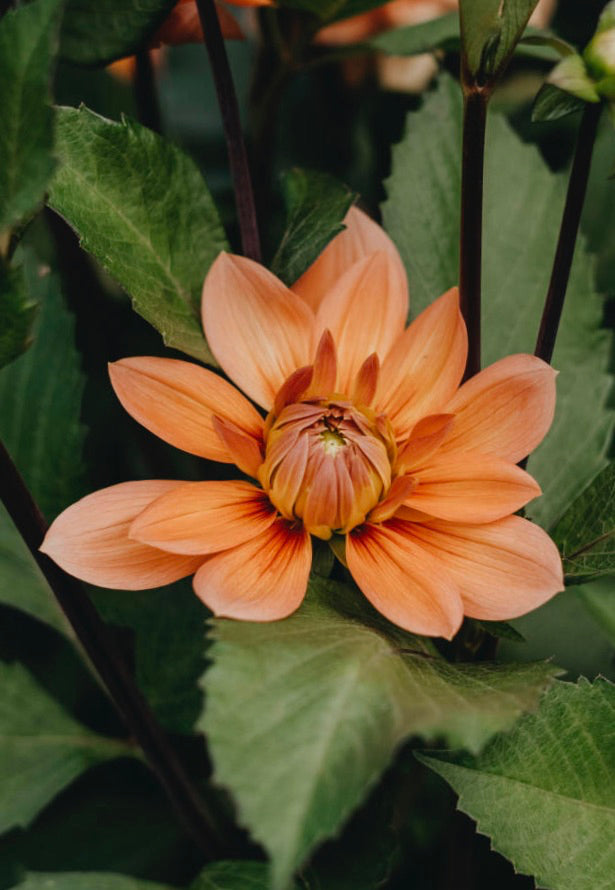 Dahlia Nicohlas