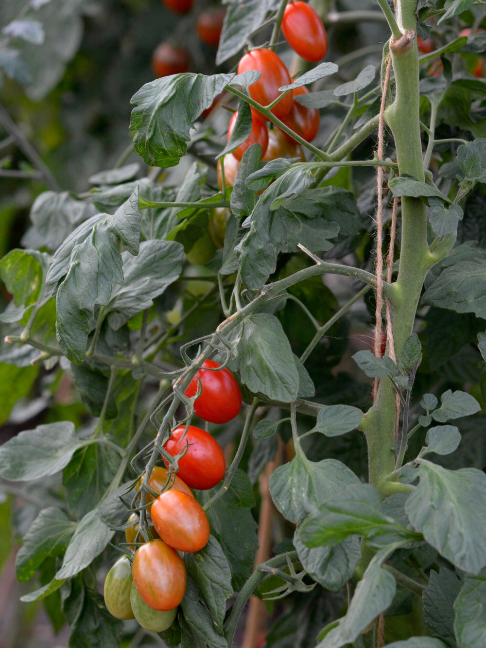 Kirsebær tomat Vespolino F1