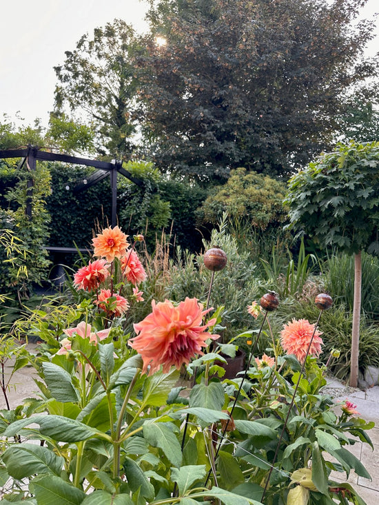 Dahlia Labyrinth XL