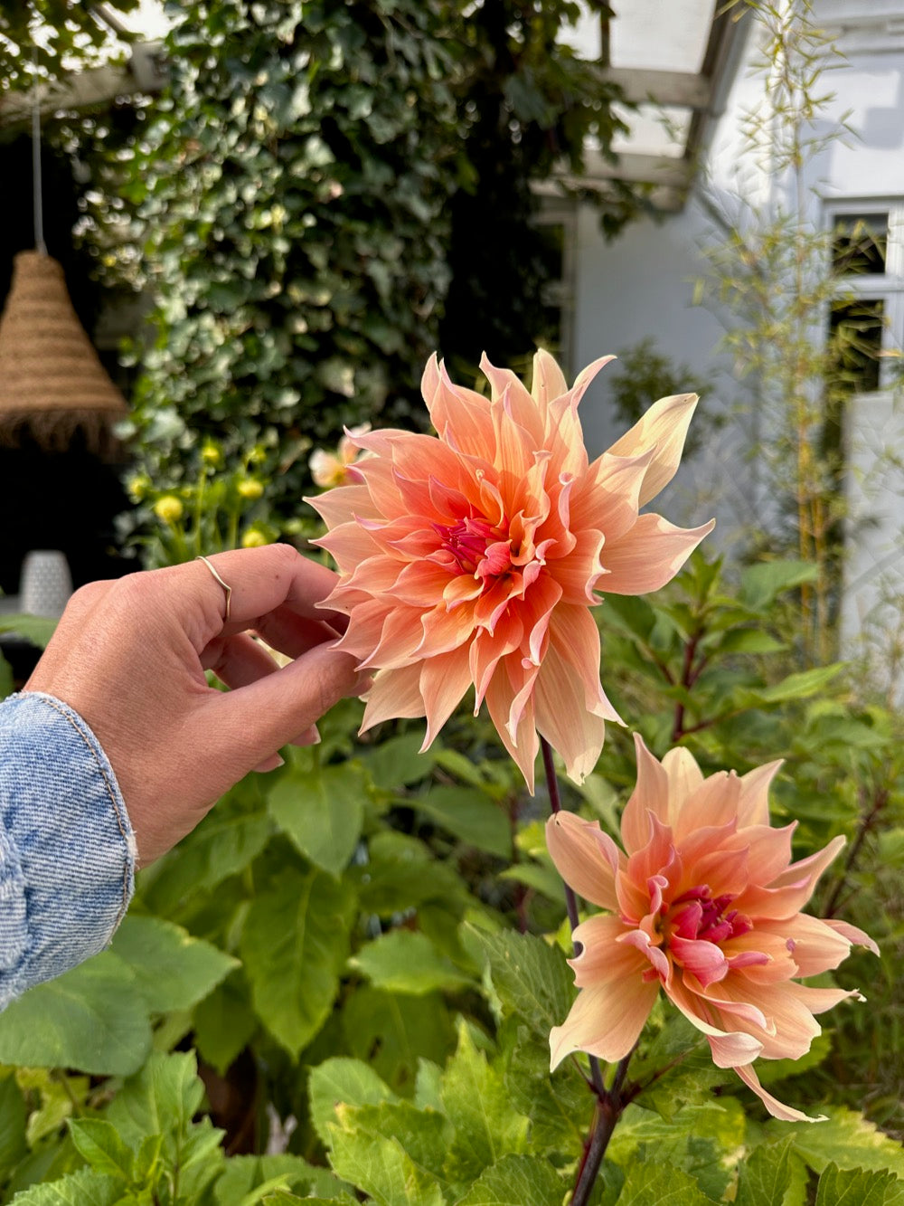 Dahlia Labyrinth XL