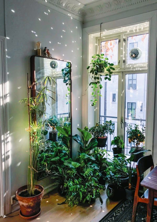 Bog plantelykke - skab grønne oaser i dit hjem